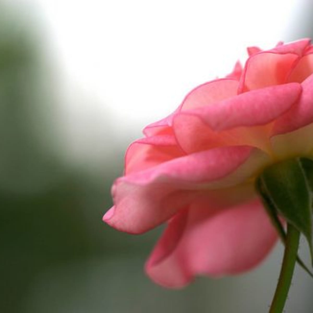 7 Natural Beauty Benefits of Roses - Organic Authority