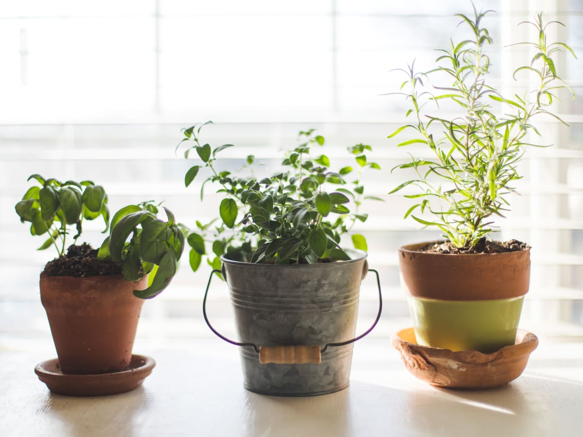 18 Easiest Herbs to Grow in Your Apartment Garden, With Expert ...