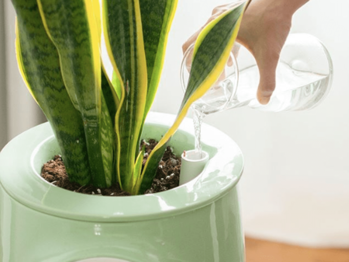 Plant based indoor air purification system