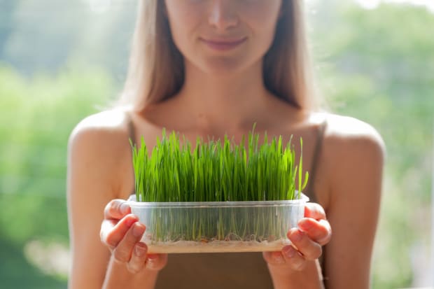 20 Reasons You Need to Add Wheatgrass to Your Wellness Routine - Organic  Authority