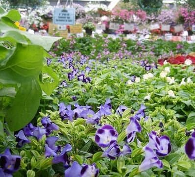 12 Best Garden Centres & Nurseries in the U.S. - Organic Authority