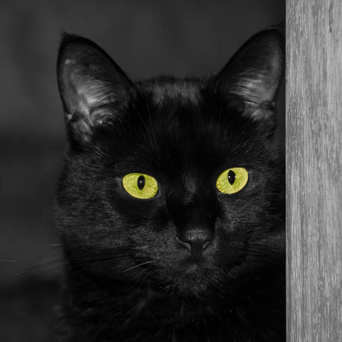 10 Reasons a Black Cat is a Wonderful Choice for Adoption - Organic