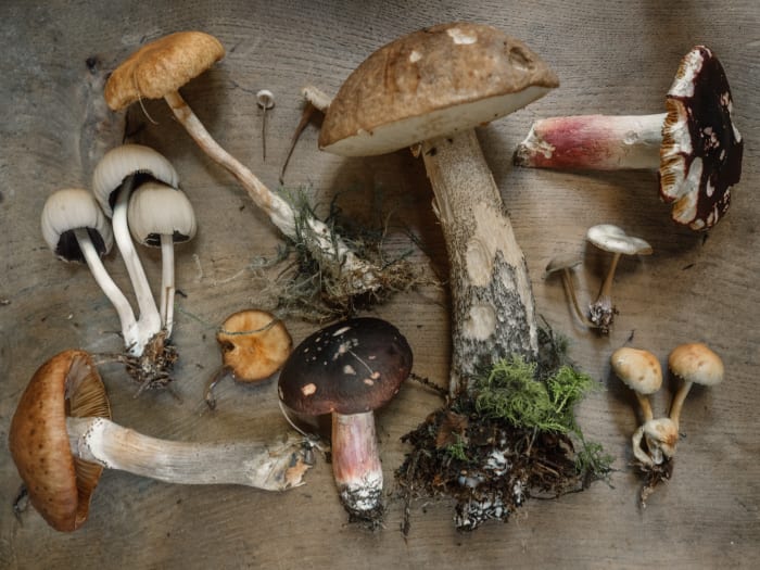 A flatlay of mushrooms. Mushrooms provide umami flavor to dishes