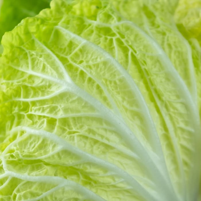 iceberg lettuce ribs and veins