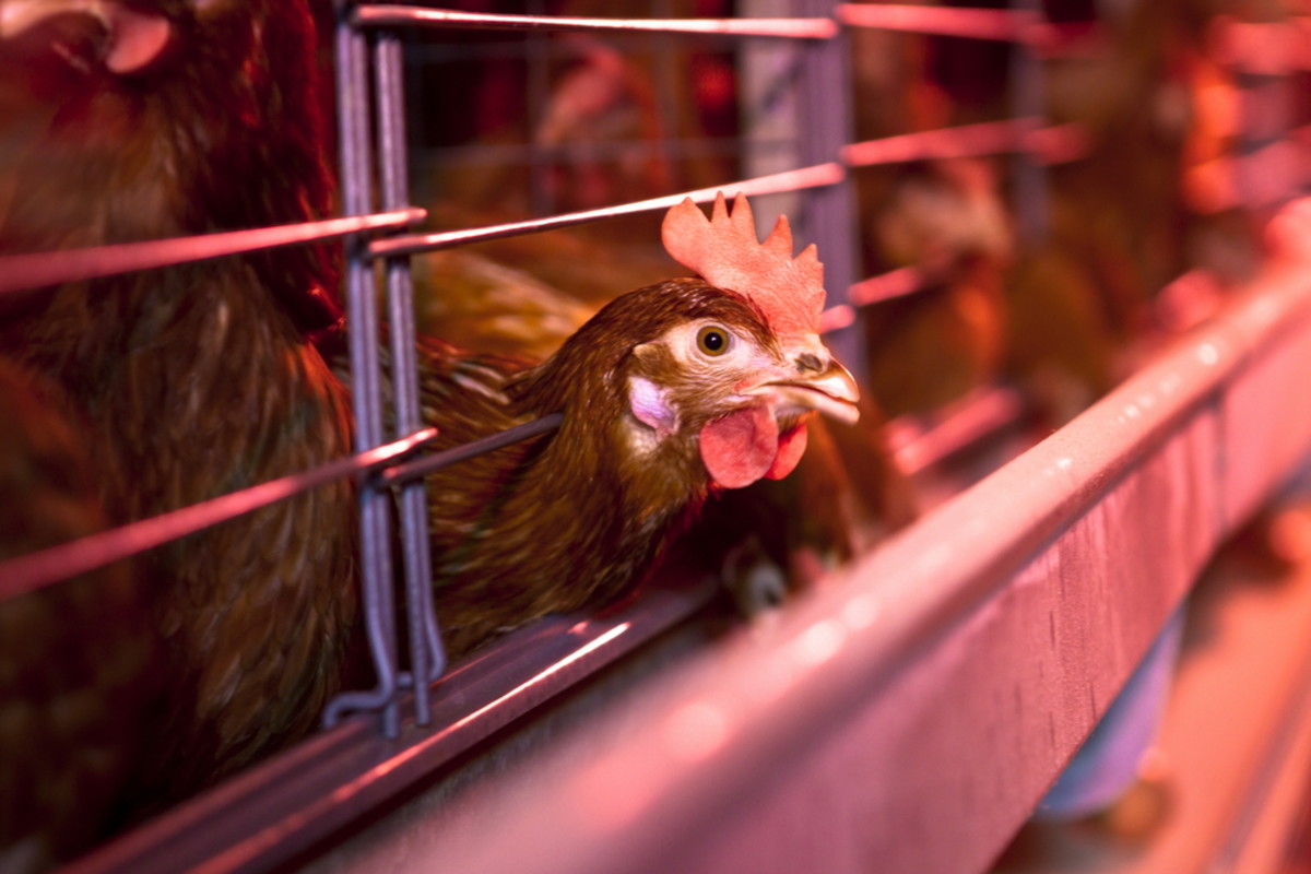 Egg-Producing States Sue Over California’s New Animal Welfare Laws