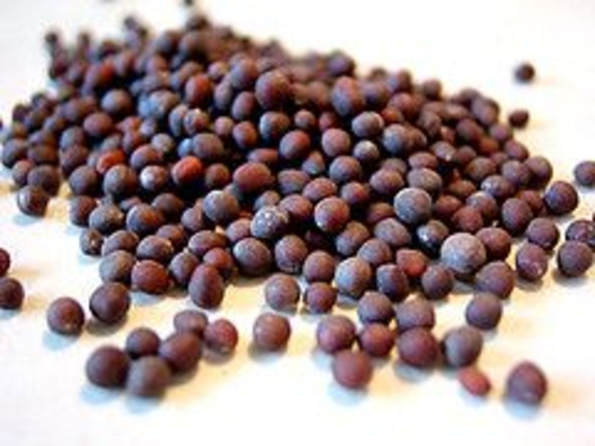 mustard-seeds-ccflcr-zoyachubby
