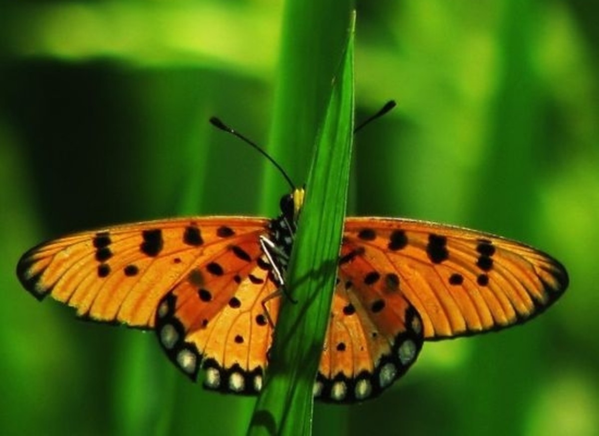 butterfly-ccflcr-pranav