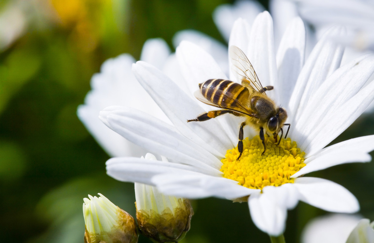 neonicotinoid pesticides are dangerous for honeybees