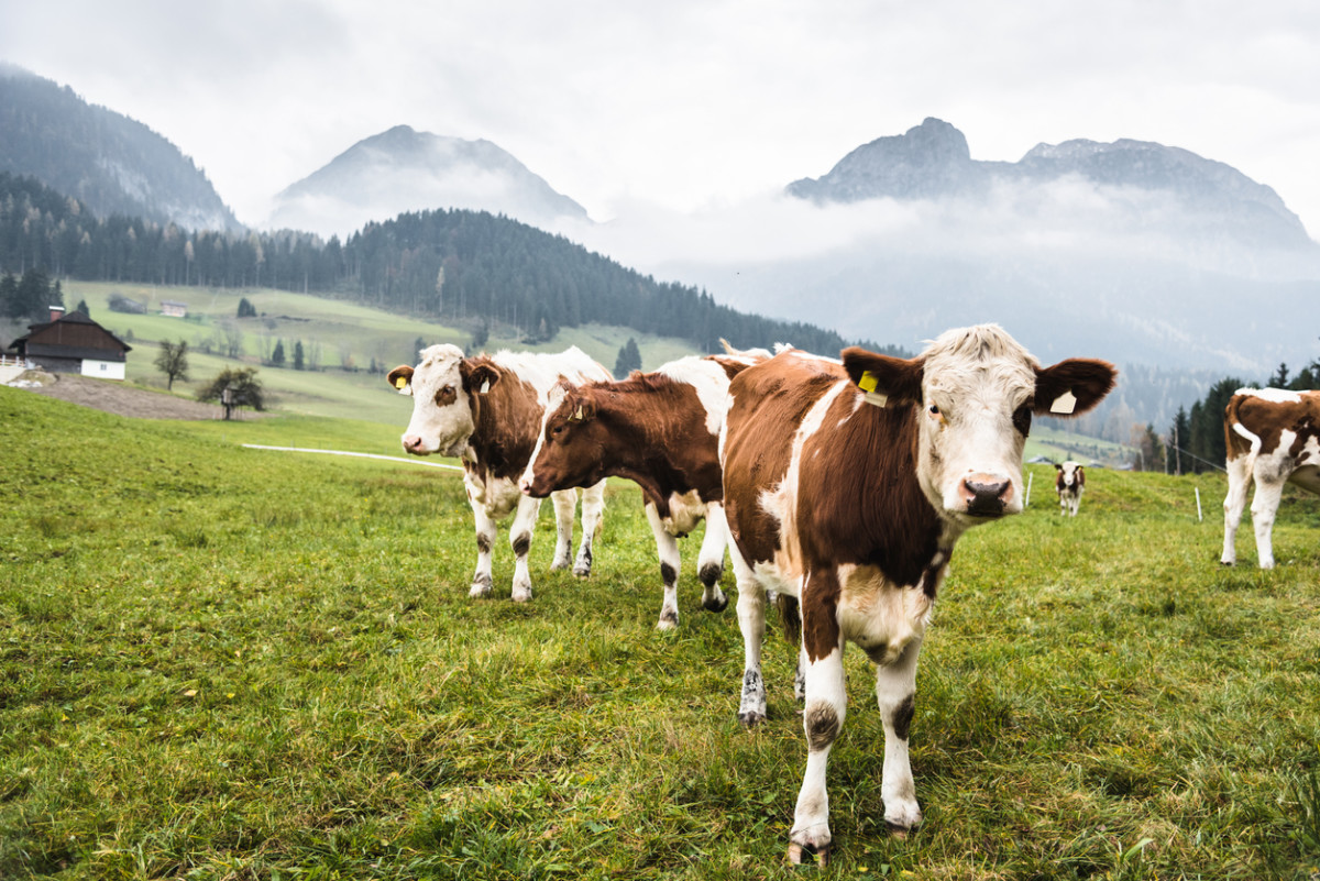 CrowdCow is Disrupting the Sustainable Meat Market