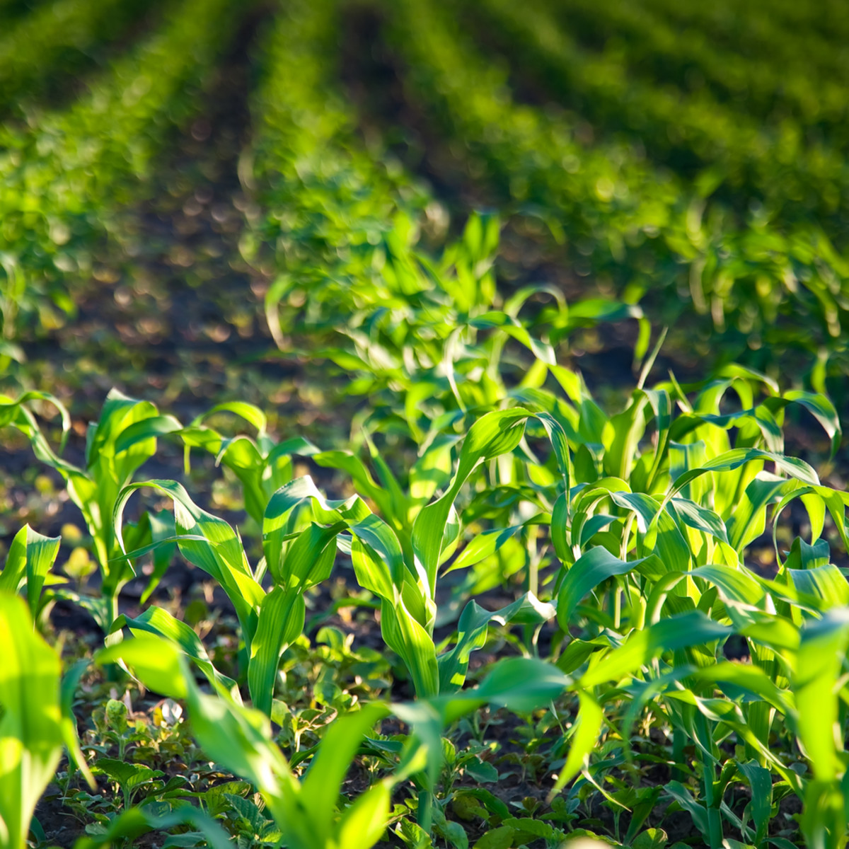 Big Organic Farming Operations Not So Green, Warns Study