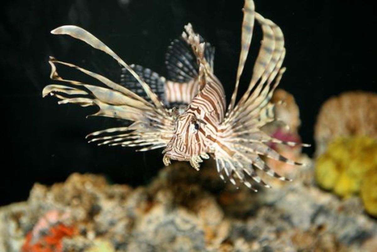 lionfish-ccflcr-nostri-imago1