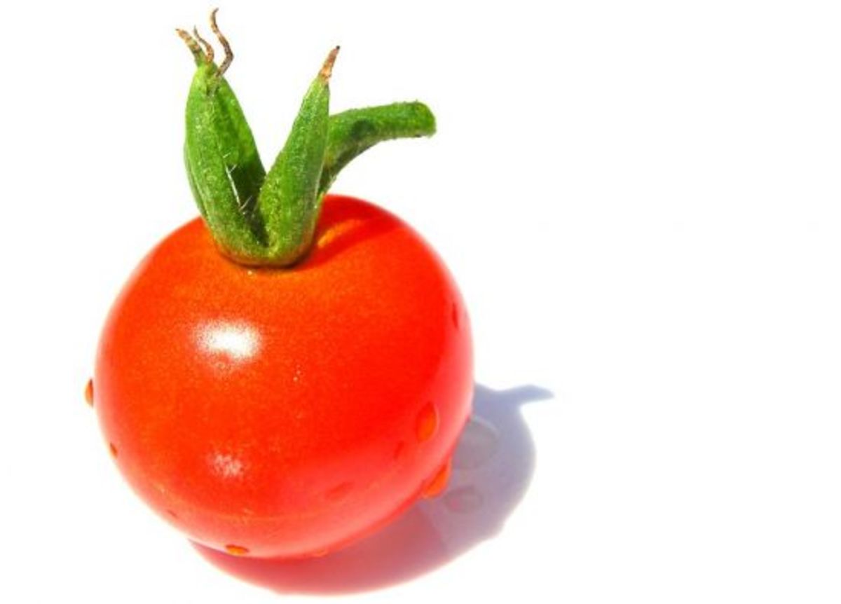 tomato-ccflcr-spisharam