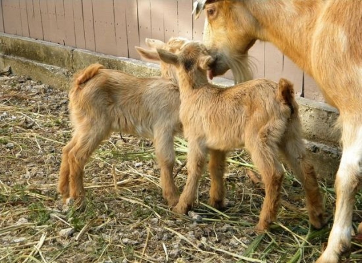 goats-ccflcr-leoncillo
