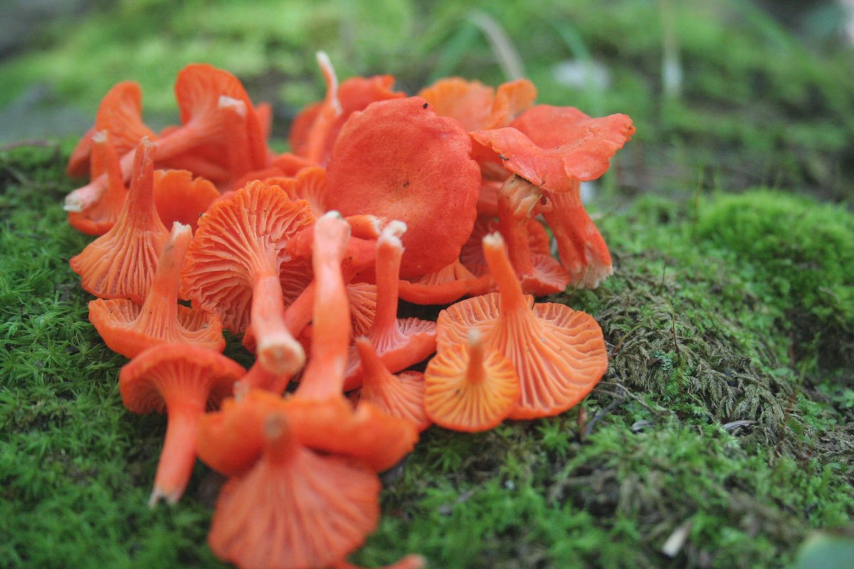 The Mushroom Forager - Cinnabar Chanterelles