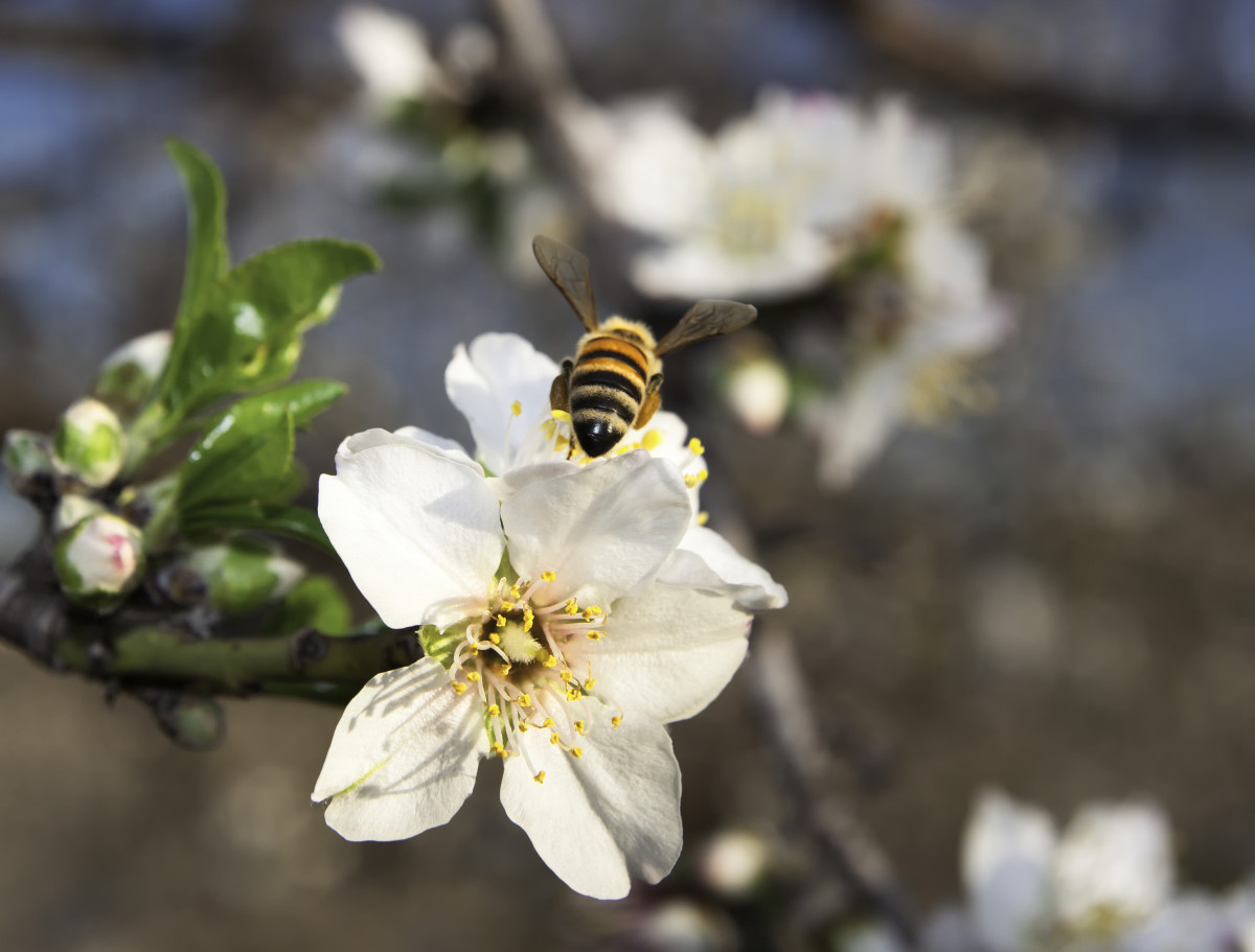 California Drought Forcing Honeybees Out of State