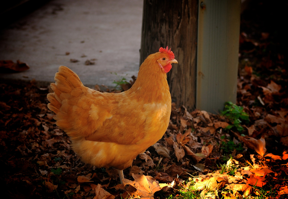 Rent a chicken coop for your backyard