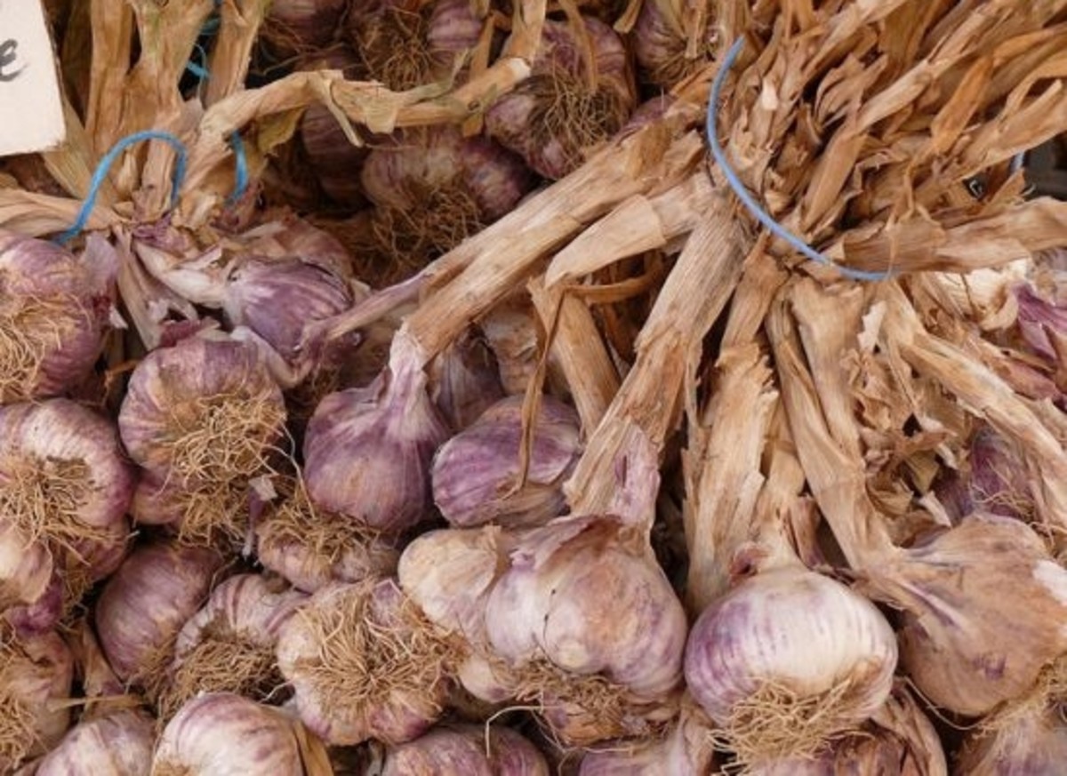 harvesting-garlic