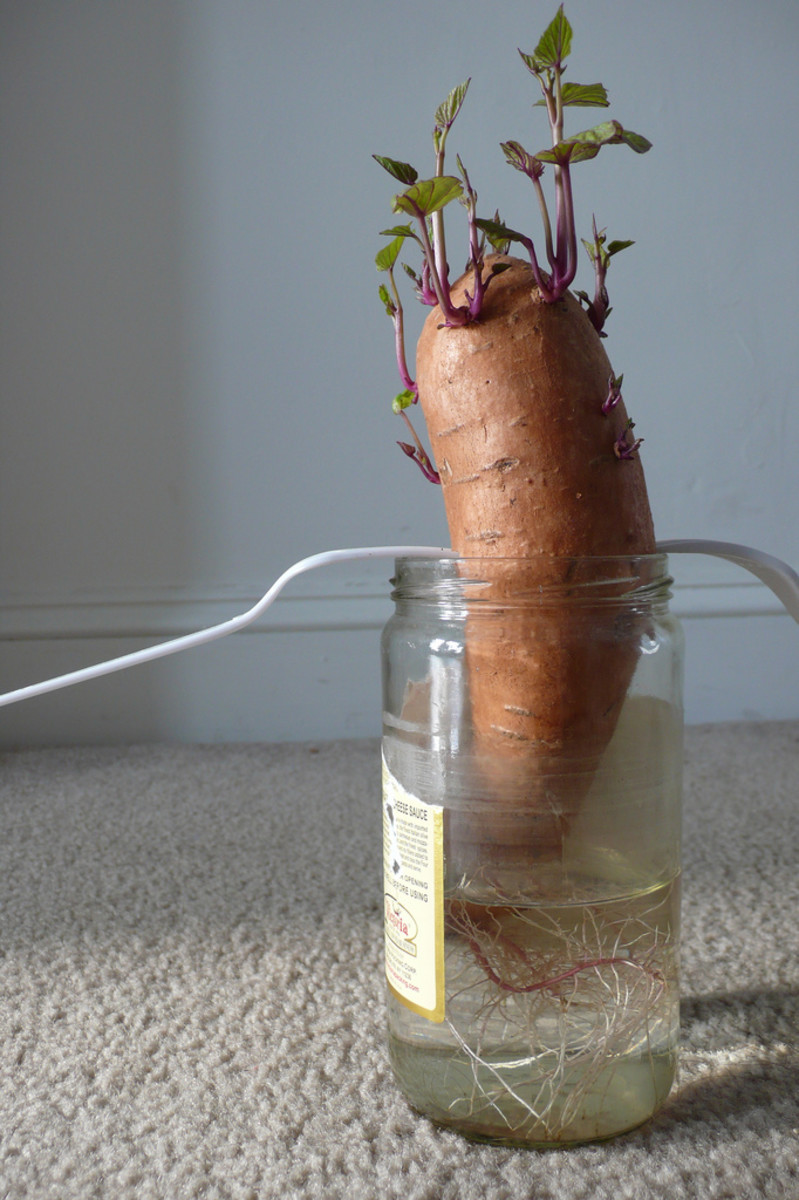 sprouting sweet potato