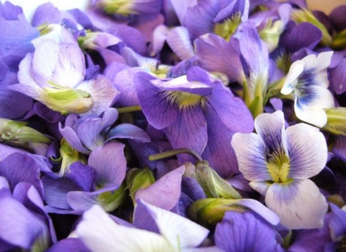 violets-ccflcr-ktries