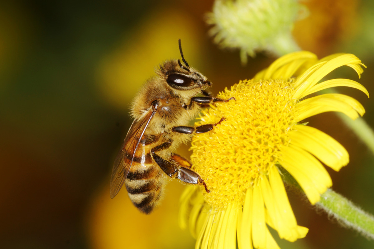 Cascadian Farm to Plant 100,000 Acres of Pollinator Habitat by 2020