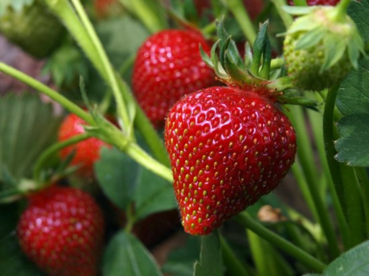 Learn How to Grow Strawberries (It's easier than you think)