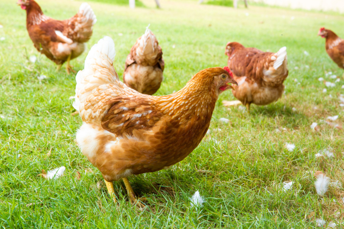 Are Widespread Cage-Free Eggs a Real Victory for Hens and Consumers? -  Organic Authority