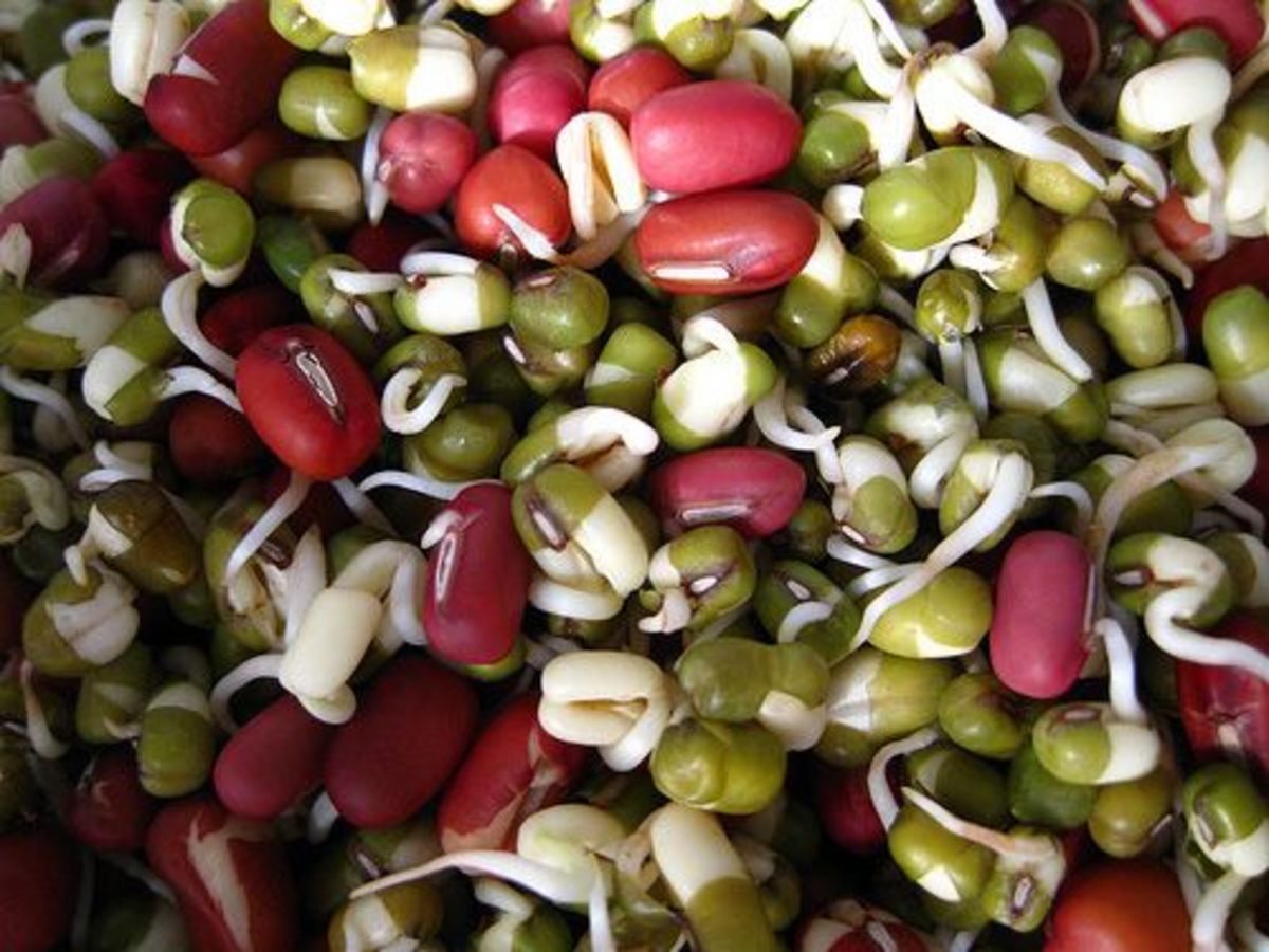 sproutedbeans-ccflcr-shanlung
