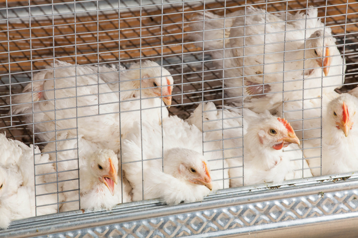 Tyson Foods Says It's Phasing Out Antibiotic Use in Chickens