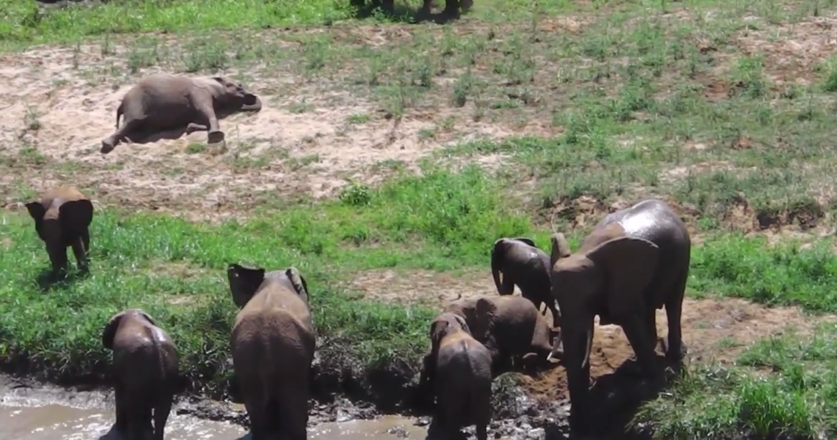 These Adorable, Rare Elephant Twins Will Make You Weepy and Happy at the Same Time [Video]