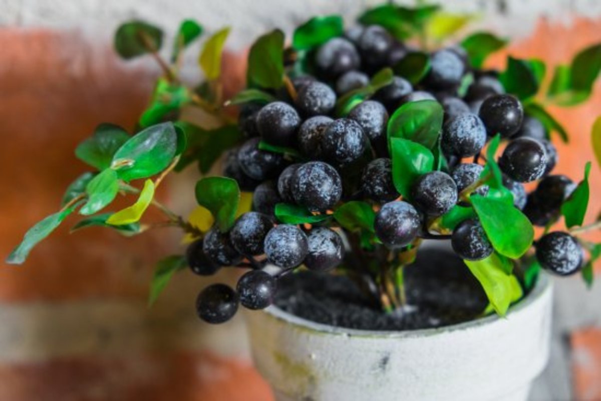 growing blueberries in a container