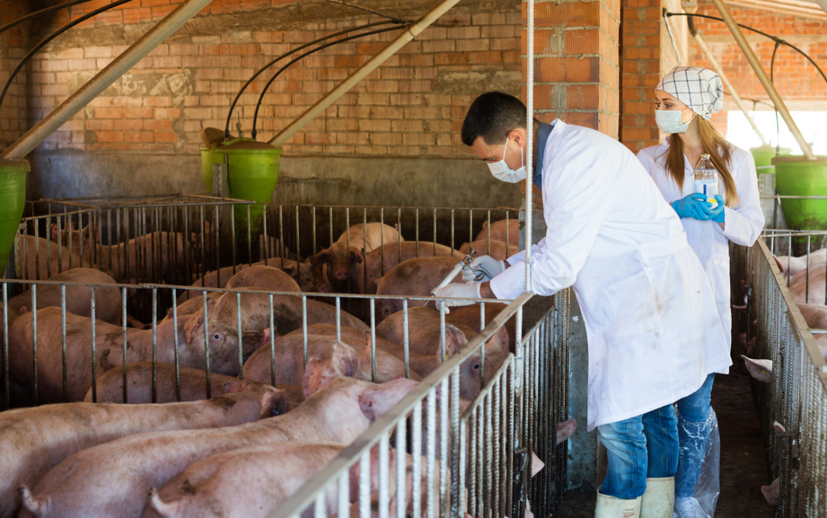 WHO Releases Official Guidelines on Use of Antibiotics in Livestock