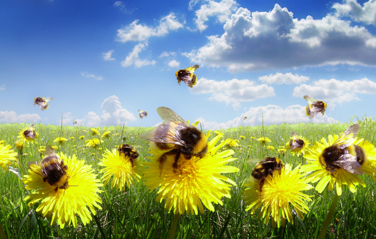 Sweet News for Bees: Dangerous Pesticide Use Dropping at Major Nurseries