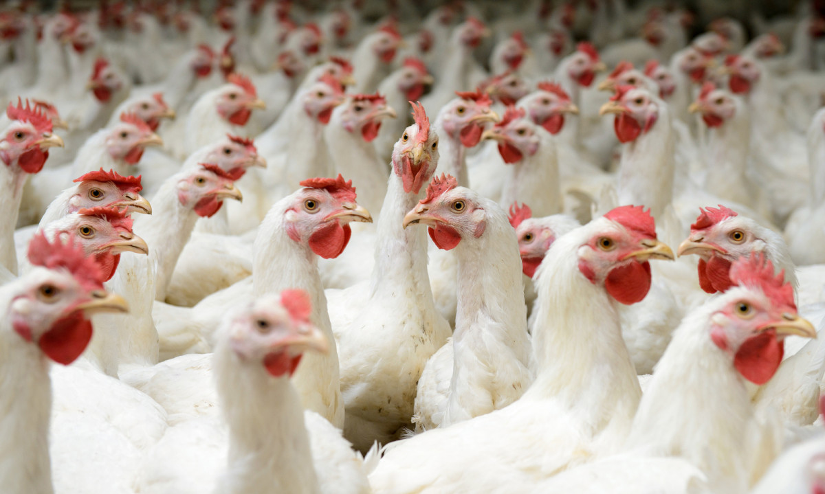 2 Major Food Suppliers Adopt Widespread Animal Welfare Policies for Chickens