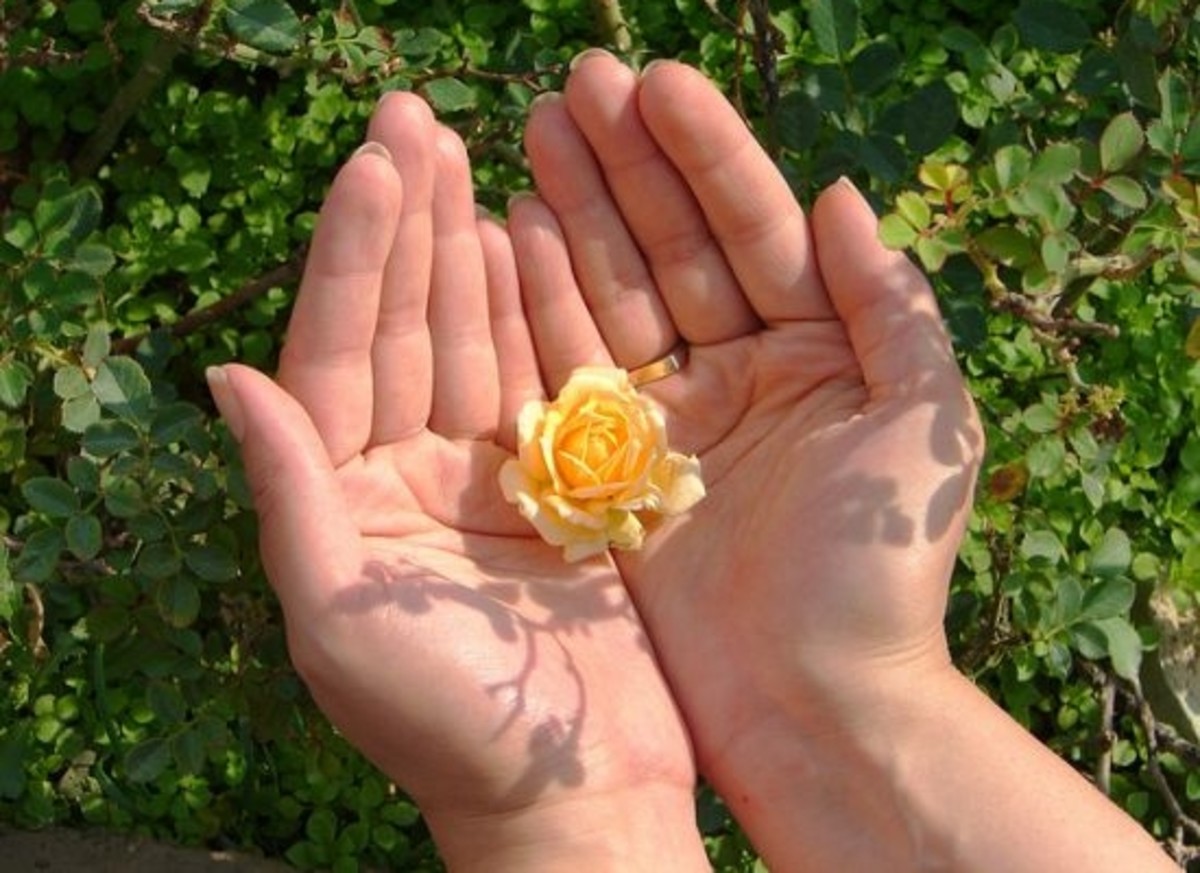 flowerhand-ccflcr-hamedsaber