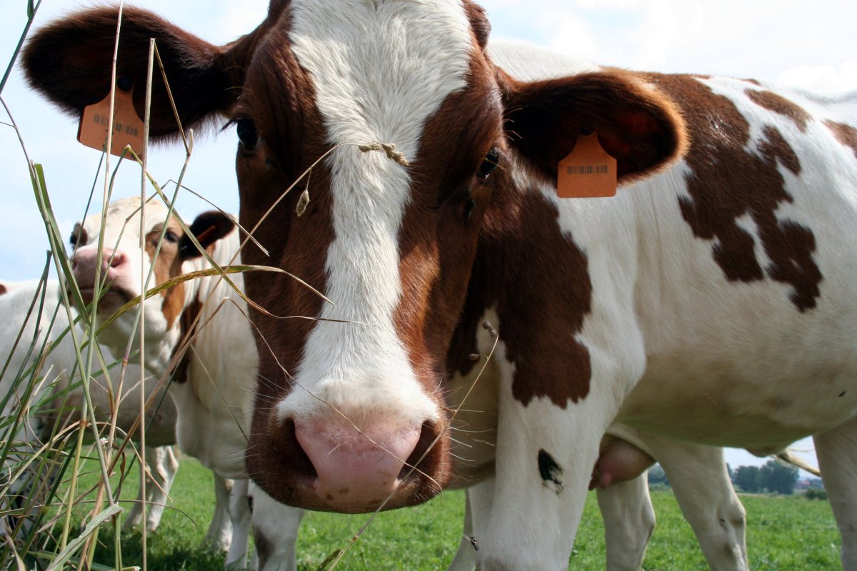 a brown-white dairy cow looking curiously at the camera
