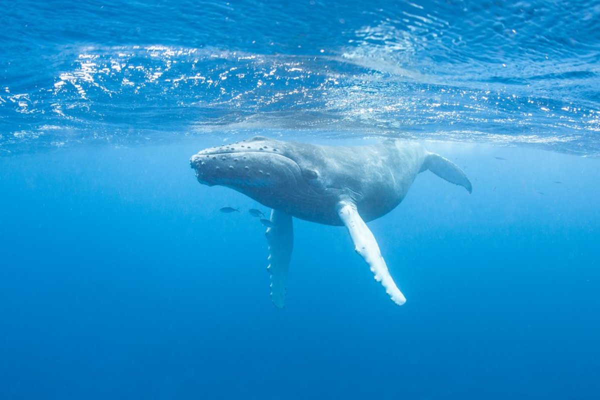 Think Twice Before Taking That Krill Oil, If You Love Whales, That Is