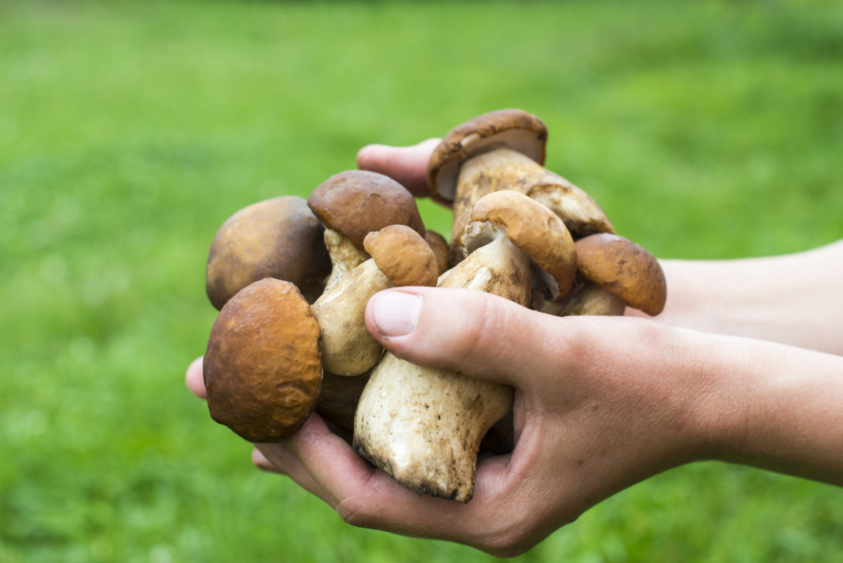 Which Medicinal Mushroom is Right for You?