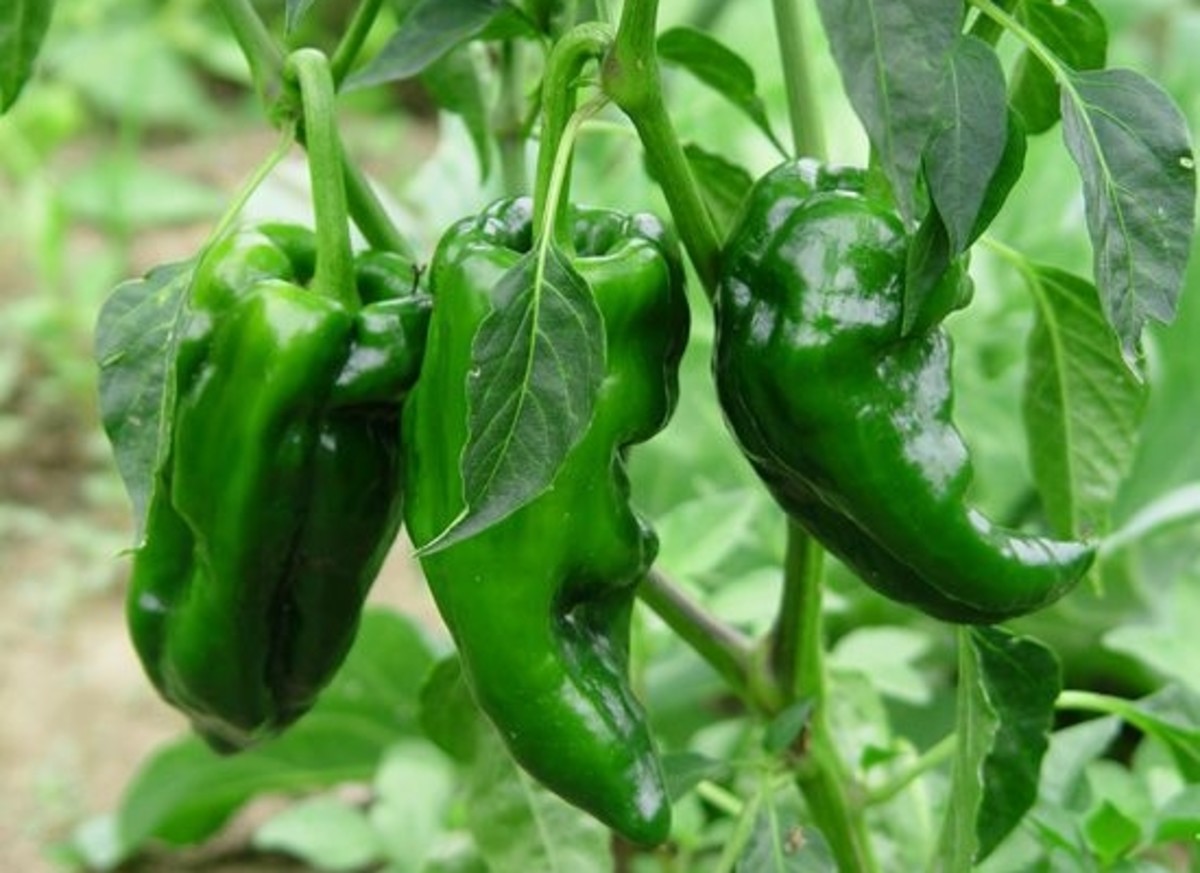 ancho-peppers