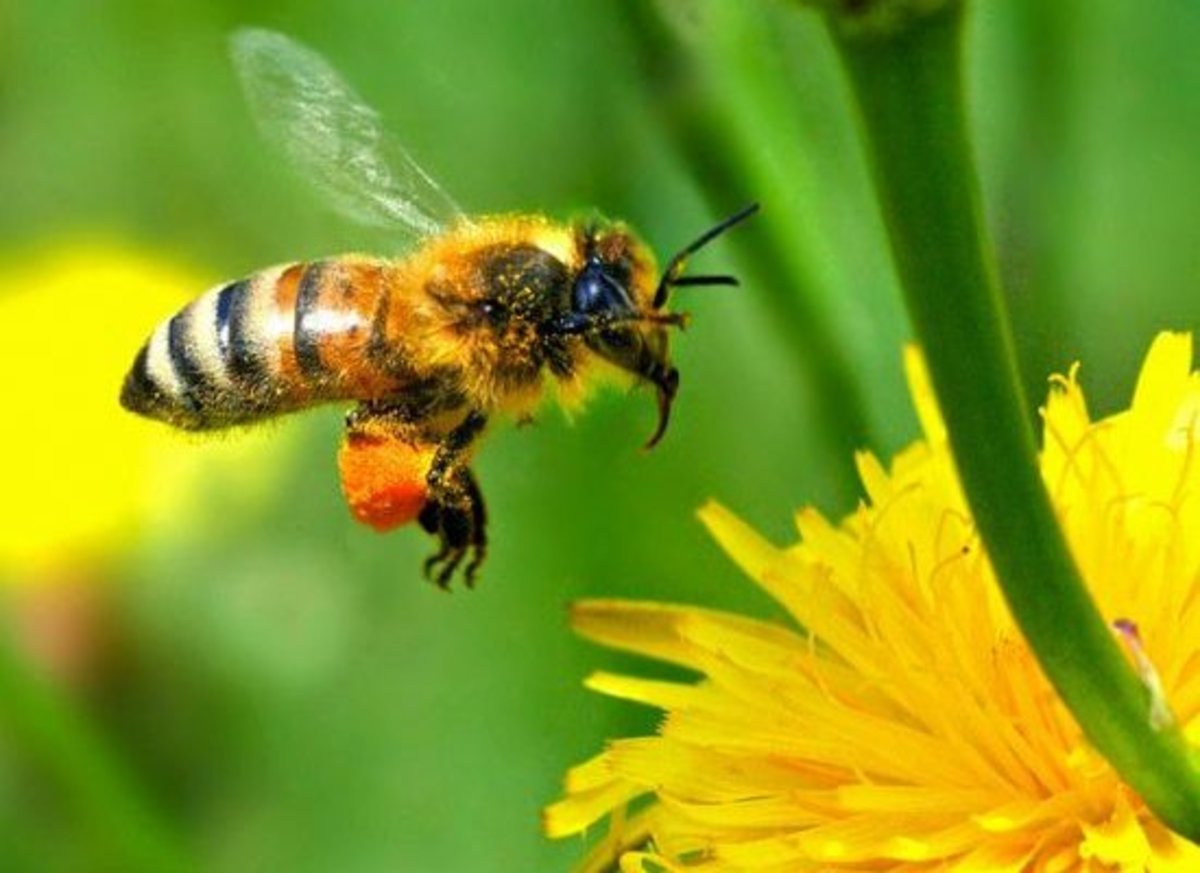 honeybee-ccflcr-autan