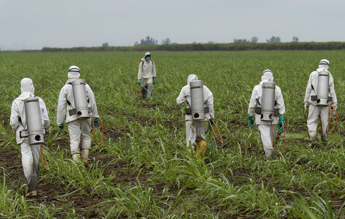 Judge to Decide if Monsanto's Glyphosate Herbicide is 'Safe'