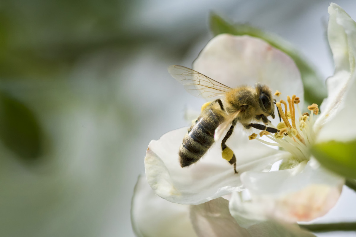 Europe Bans Bee-Killing Neonicotinoid Pesticides