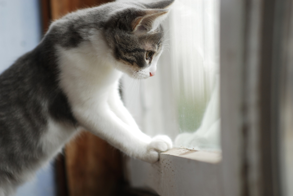 The Case for Keeping Your Cat Indoors