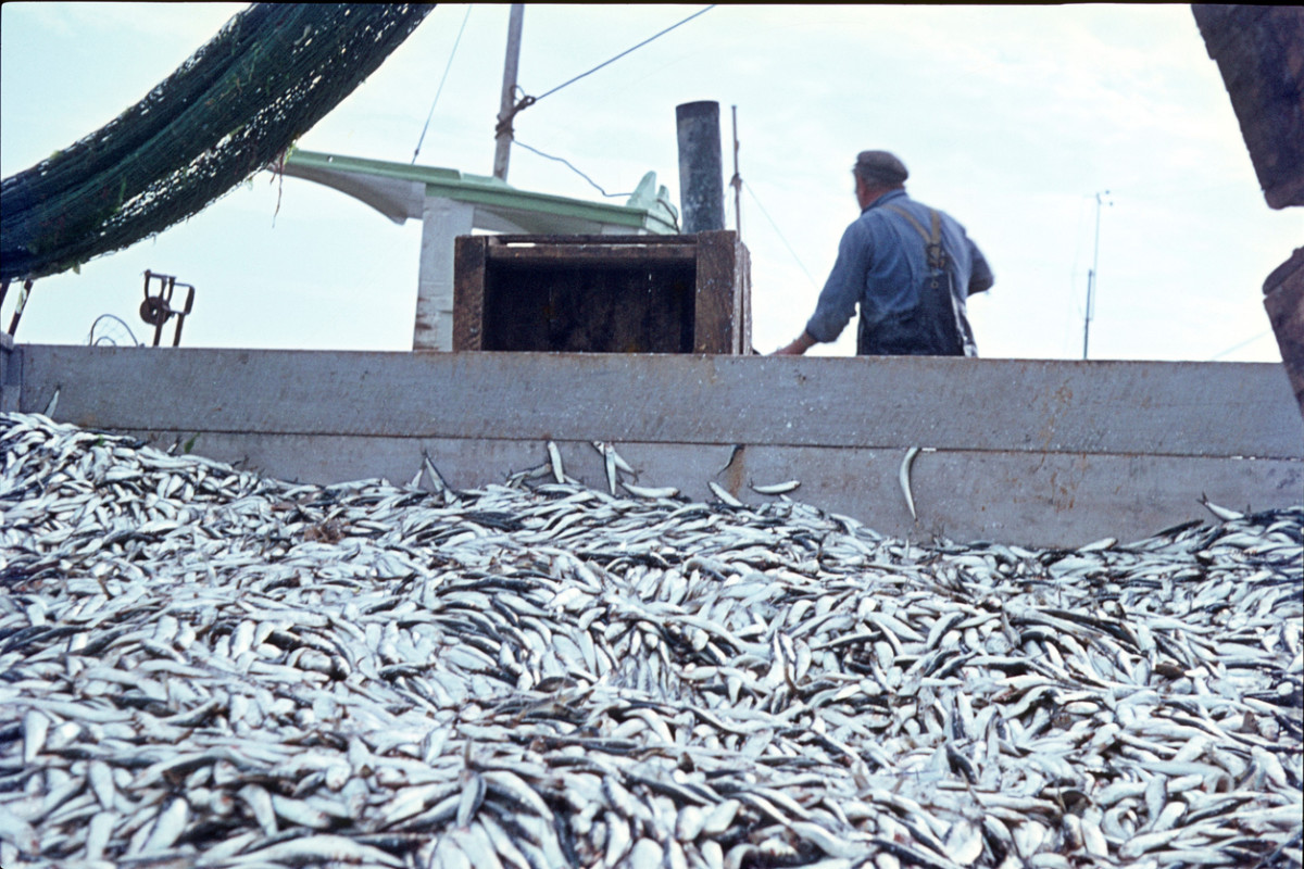 Effects of Overfishing Could Be Reversed -- If Fishing Is Halted for 5 Years