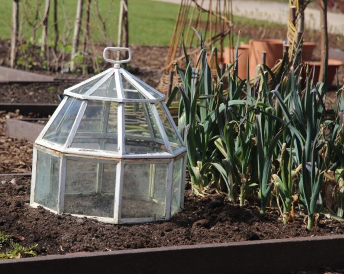 What the Heck Is a Cloche? And Why Does My Garden Need One?