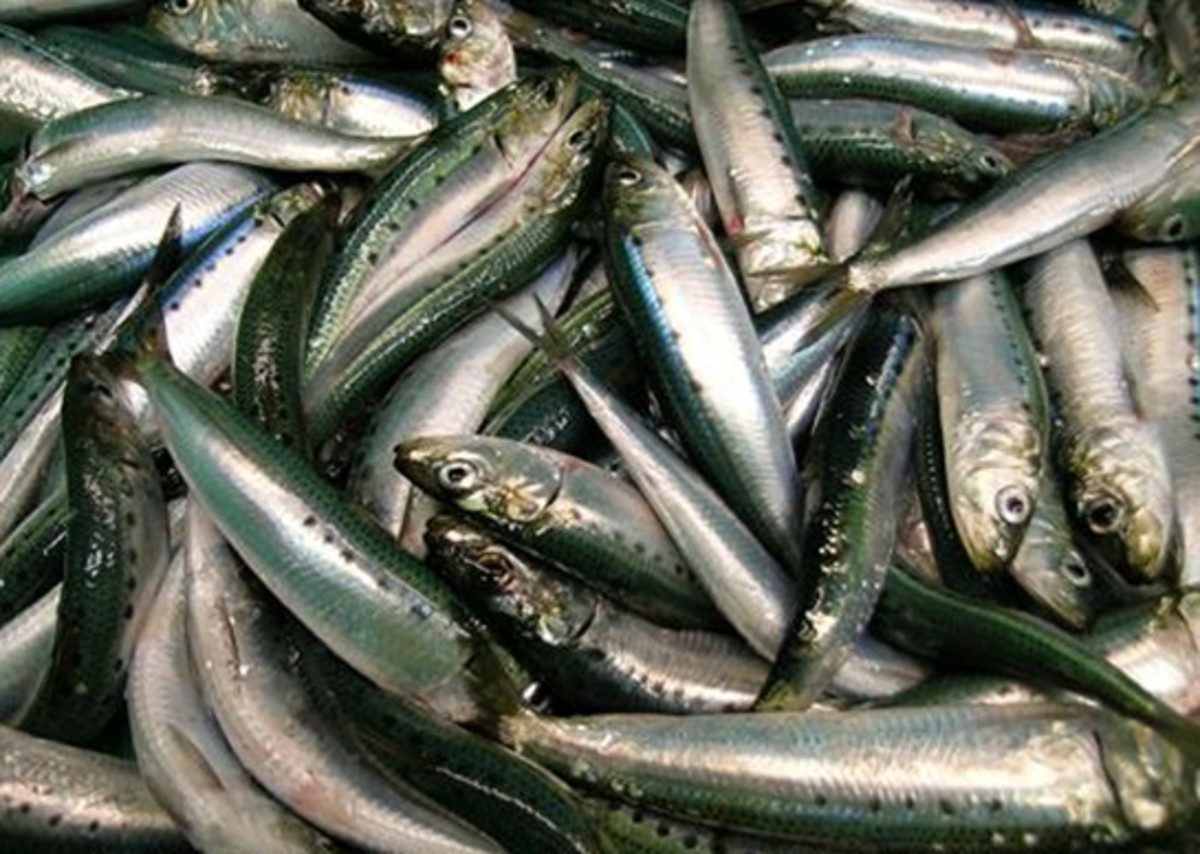 Pacific sardines