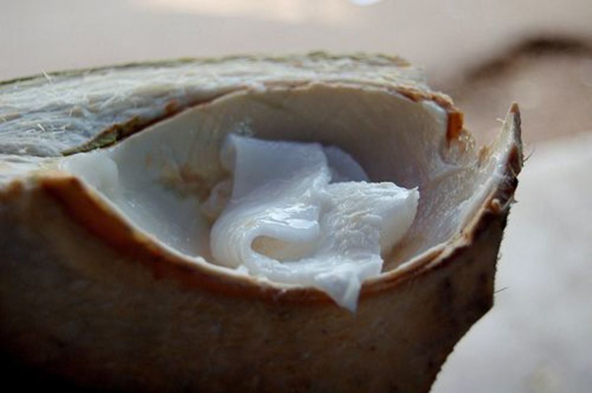 coconut-oil-ccflcr-ampersandyslexia