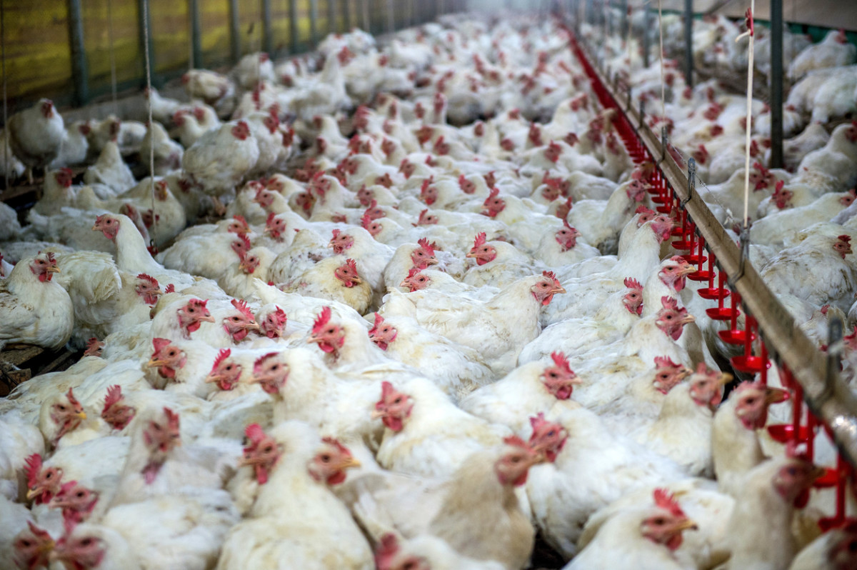 New EPA Regulations Don't Go Far Enough to Curb Antibiotic Resistance