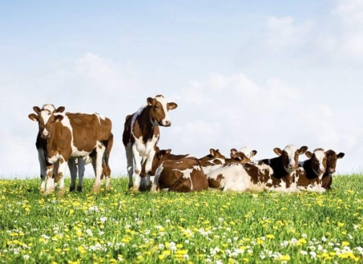 cows-ccflcr-USDAgov