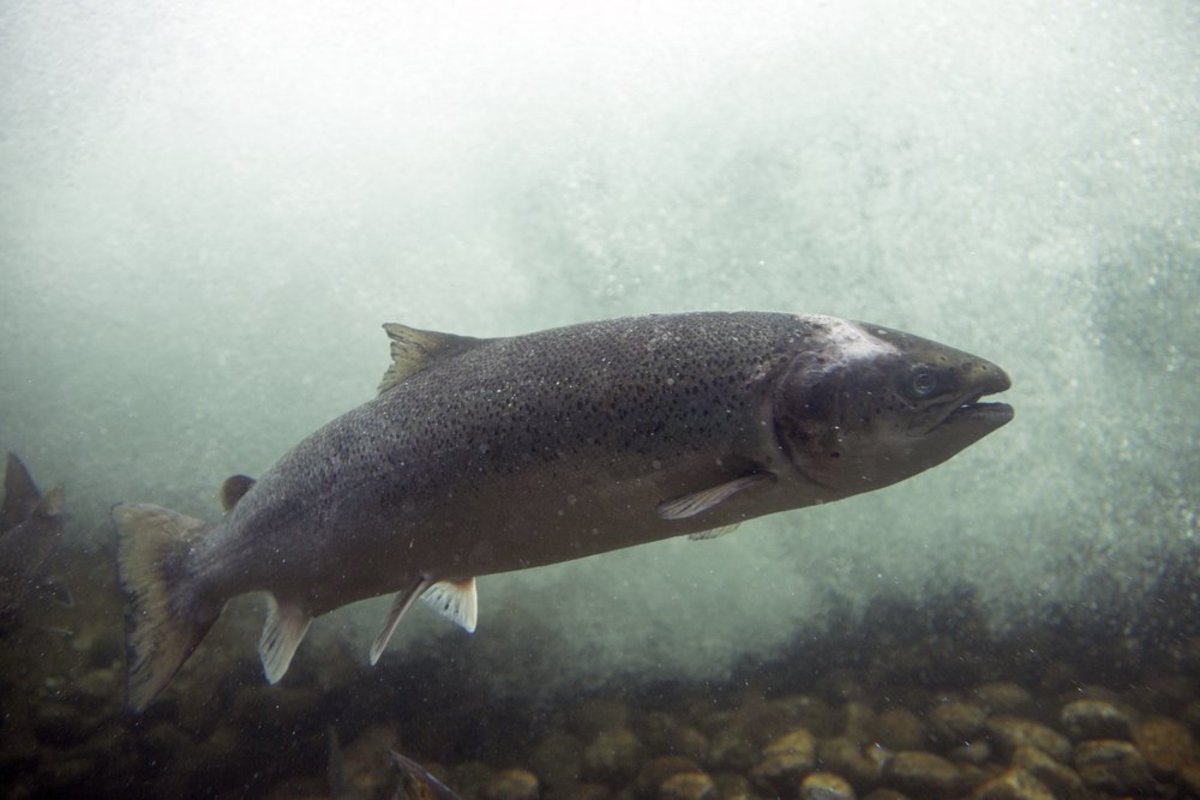 Are Puget Sound's Chinook Salmon on Prozac?