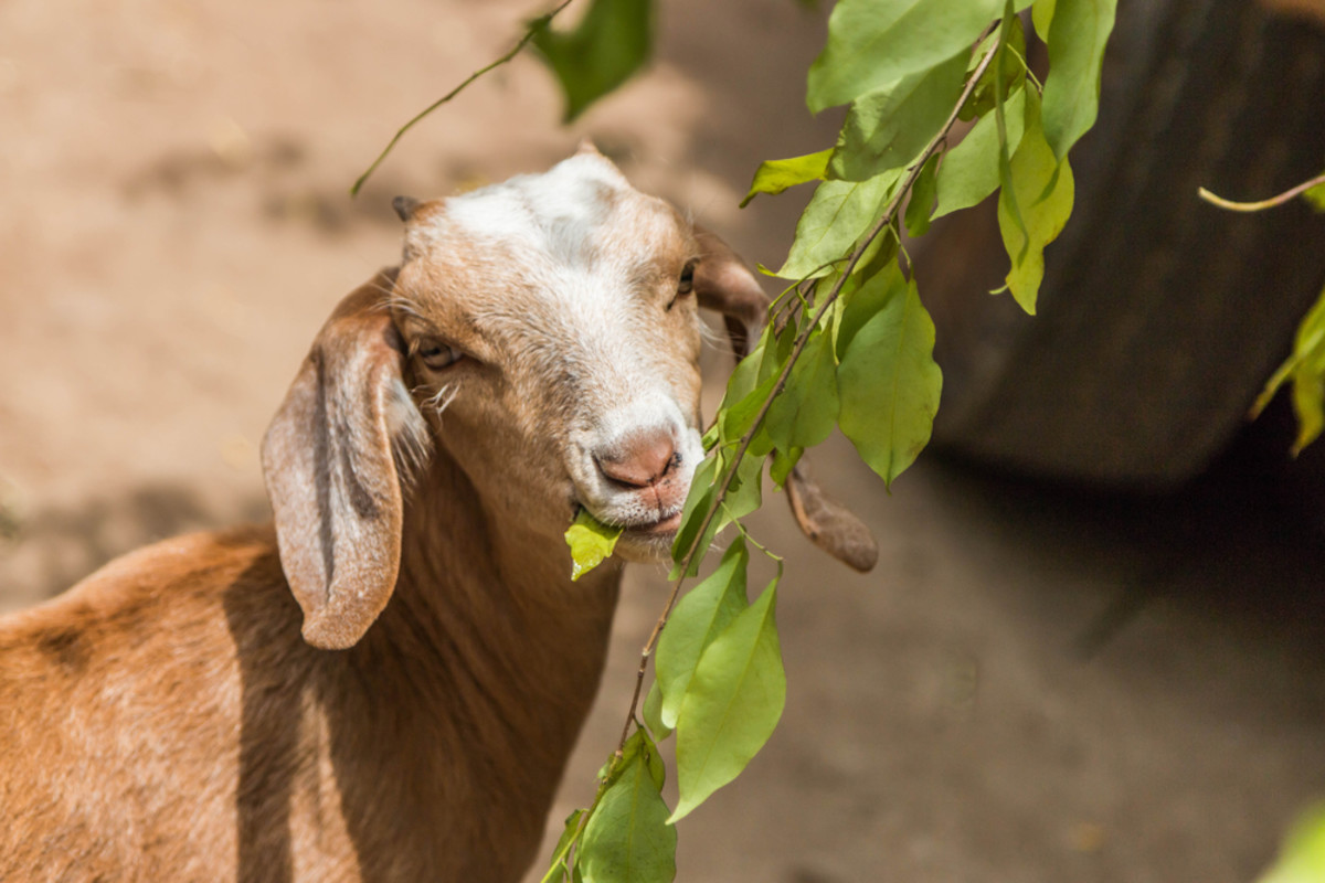 Rent-a-Goat to eat your landscape